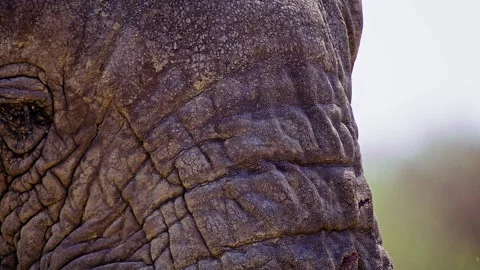 Elephants in Botswana Stock Footage 274360560