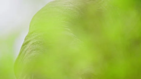 Elephants in Botswana Stock Footage 274364171