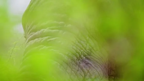 Elephants in Botswana Stock Footage 274364354