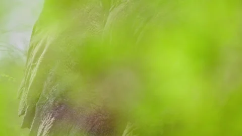 Elephants in Botswana Video stock 274365051