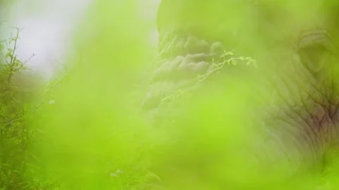 Elephants in Botswana Stock Footage 274365394