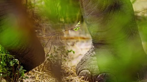 Elephants in Botswana Stock Footage 274366585