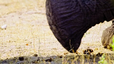 Elephants in Botswana Stock Footage 274366846