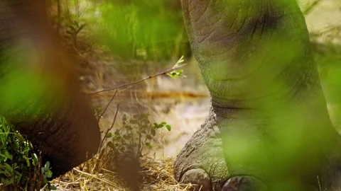 Elephants in Botswana Stock Footage 274366855