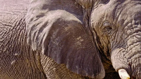 Elephants in Botswana Stock Footage 274367512