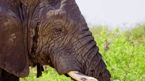 Elephants in Botswana Stock Footage 274367870