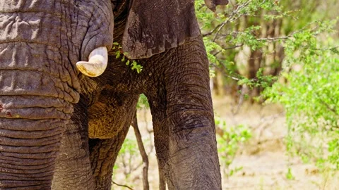 Elephants in Botswana Stock Footage 274368213