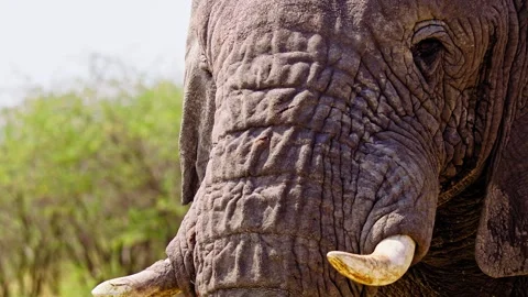 Elephants in Botswana Stock-Footage 274368523