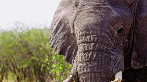 Elephants in Botswana Stock Footage 274370567