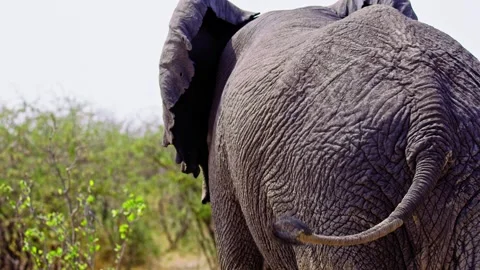 Elephants in Botswana Stock Footage 274370773