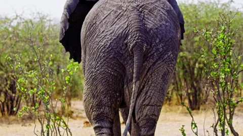 Elephants in Botswana Stock Footage 274371030