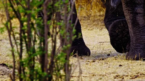 Elephants in Botswana Video stock 274372904
