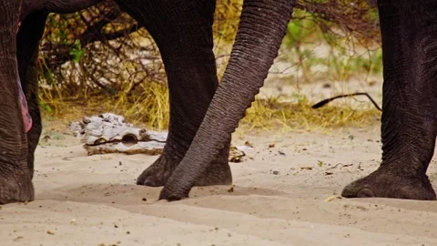 Elephants in Botswana Stock Footage 274373956