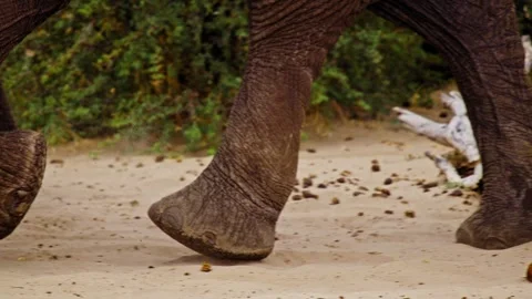 Elephants in Botswana Stock Footage 274374447