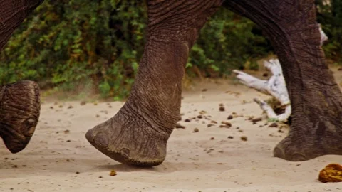 Elephants in Botswana Stock Footage 274374801