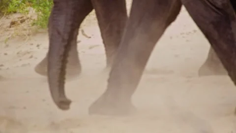 Elephants in Botswana Stock Footage 274375140