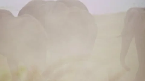 Elephants in Botswana Video stock 274376187