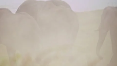 Elephants in Botswana Stock Footage 274376509