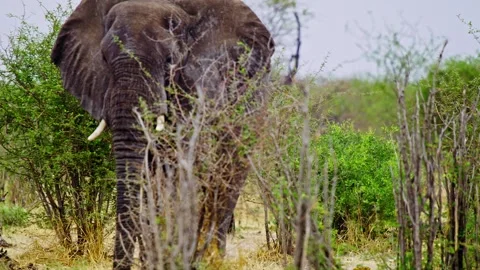 Elephants in Botswana Stock Footage 274378030