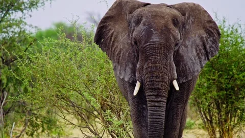 Elephants in Botswana 스톡 동영상 274379016