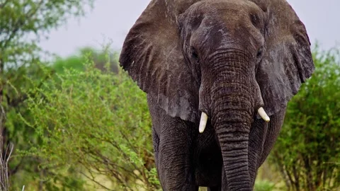 Elephants in Botswana Stock Footage 274379652