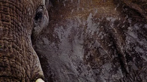 Elephants in Botswana Stock Footage 274382178