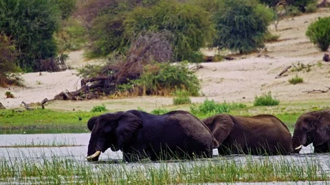 Elephants in Botswana Stock Footage 274385182