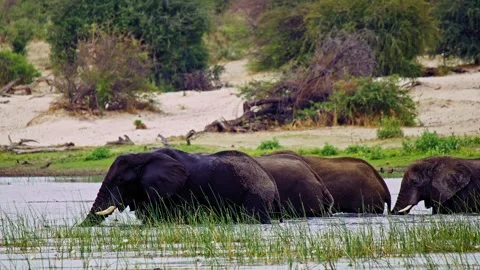 Elephants in Botswana Stock-Footage 274385308