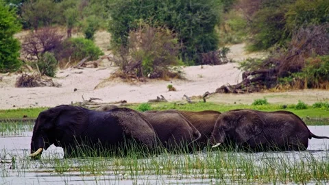 Elephants in Botswana Stock Footage 274385534