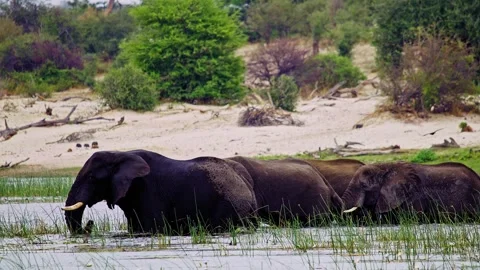 Elephants in Botswana Stock Footage 274385642