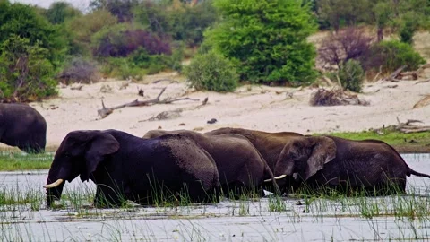 Elephants in Botswana Stock Footage 274386084