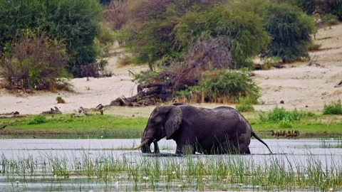 Elephants in Botswana Stock Footage 274387660