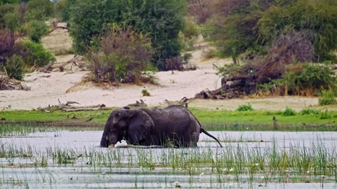 Elephants in Botswana Stock Footage 274388323