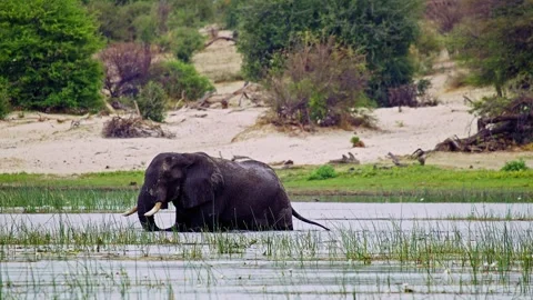 Elephants in Botswana Stock Footage 274388616