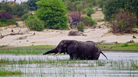 Elephants in Botswana Stock Footage 274389122