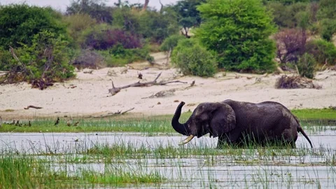 Elephants in Botswana Stock Footage 274389745