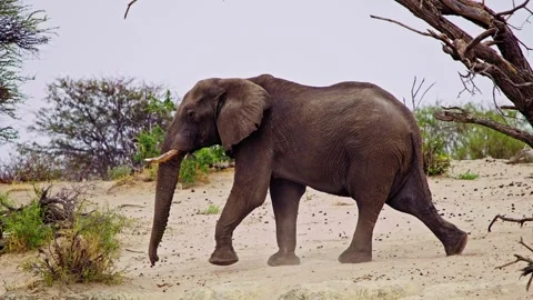 Elephants in Botswana Video stock 274390713