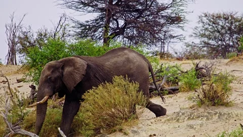 Elephants in Botswana Stock-Footage 274391333
