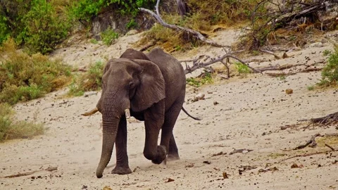 Elephants in Botswana Stock Footage 274392184