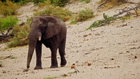 Elephants in Botswana Stock Footage 274392332