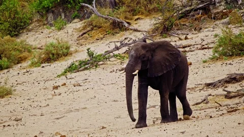 Elephants in Botswana Stock Footage 274392395