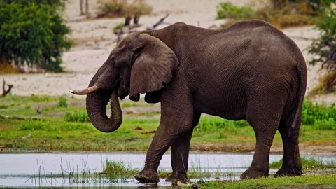 Elephants in Botswana Stock Footage 274393440