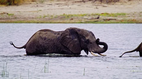 Elephants in Botswana 스톡 동영상 274394090