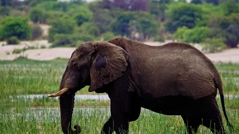 Elephants in Botswana Video stock 274395441