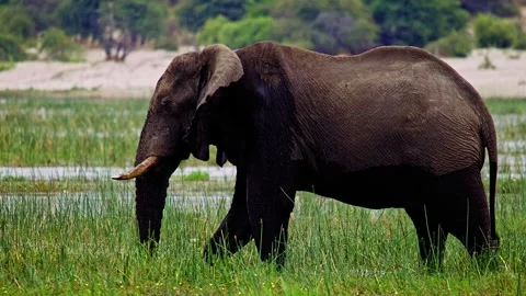 Elephants in Botswana Stock Footage 274397076
