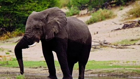 Elephants in Botswana Video stock 274398104