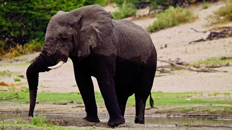 Elephants in Botswana Stock Footage 274398973