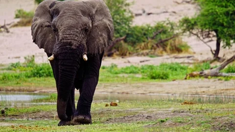 Elephants in Botswana Video stock 274399073