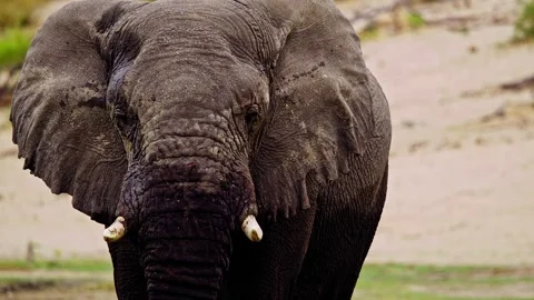 Elephants in Botswana Stock-Footage 274399763
