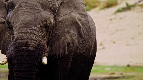 Elephants in Botswana Видео 274400306